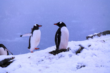 Obraz premium Nesting Gentoo Pinguins