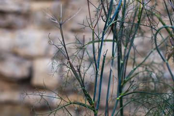 cottage garden flowers in fall