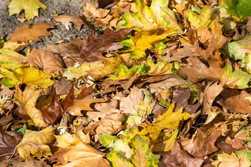 Autumnal yellow and brown leaves on the ground on a sunny autumn day.