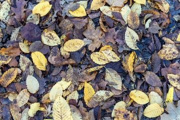 Yellow autumnal leaves on a dirty ground covered with last years leaves.