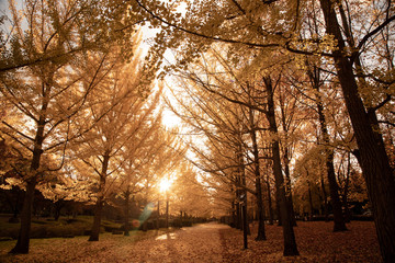 秋の朝 イチョウの並木道