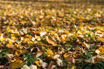 Brown yellow leaves covering meadow autumn yellow green leaves