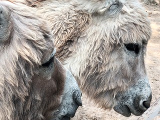 Obraz premium close up of head of horse