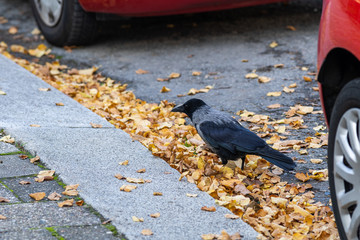 Hooded crow corvus cornis stands on street autumn leaves