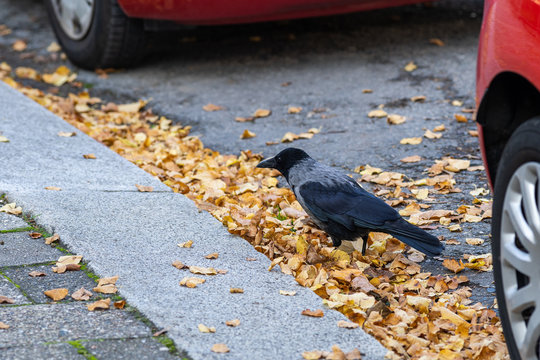 Hooded crow corvus cornis stands on street autumn leaves