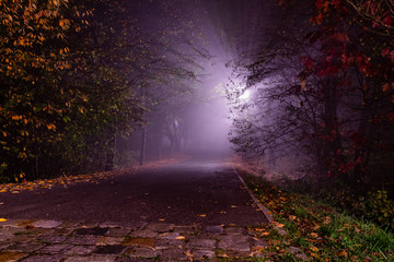 światło we mgle w ciemnym parku - obrazy, fototapety, plakaty