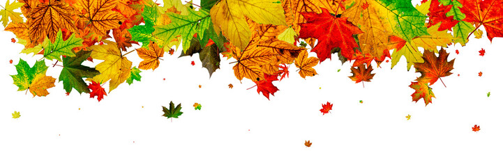 Autumn background. Falling October leaves isolated on white. Sea