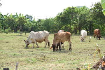 Herd of cows grazing in open fields