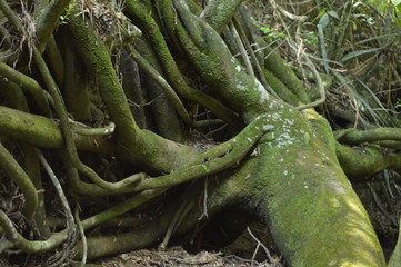 Raices