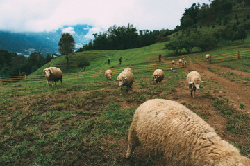 Obraz premium sheep in field