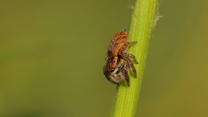Araña saltarina