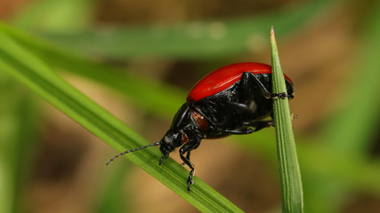 Escarabajo Rojo en las Marismas de Alday, Cantabria, España
