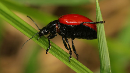 Escarabajo Rojo en las Marismas de Alday, Cantabria, España