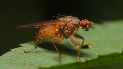 Drosophila o mosca de la fruta