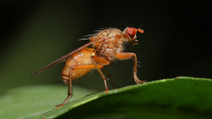 Naklejka premium Drosophila o mosca de la fruta