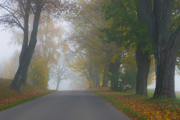 Road among trees during fog, foggy landscape, autumn, mood, seasons