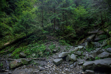 wet morning forest with a lot moss and green foliage in north European scenery landscape environment in autumn cold season weather time  