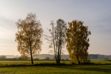 Złota polska jesień na Podlasiu, Dolina Narwi, Podlasie, Polska © podlaski49