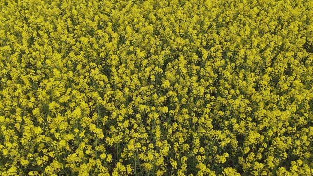 Aerial Drone view of Yellow Canola Field. Harvest blooms yellow flowers canola oilseed. Rural field planted with many strips of bright yellow rape. Blossoming rapeseed field. Agriculture.
