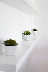 potted plants on shelves on the wall
