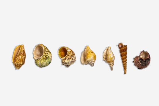 seashells, conch, white background - Image