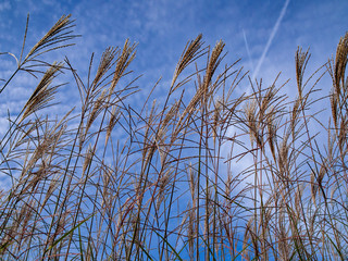Common reed, Dry reeds. Phragmites australis plants front of the blue sky