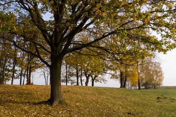 Złota polska jesień na Podlasiu, Dolina Narwi, Podlasie, Polska © podlaski49