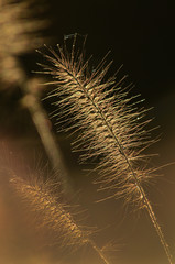 Close up Grass Seed