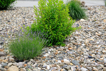 Moderner Gartenbau: Vorgarten mit Lavendel und Grünpflanzen umgeben von Schotter und Kieselsteinen