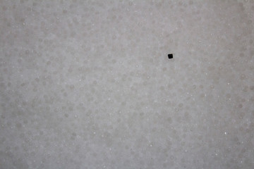 black granule lying on the surface of white plastic granules.