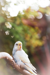 beautiful budgie parakeet bird sitting on tree branch image