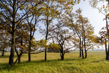 Złota polska jesień na Podlasiu, Dolina Narwi, Podlasie, Polska © podlaski49