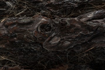  This is a fragment of the texture of a wooden bark from a pine