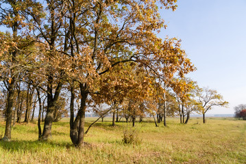 Złota polska jesień na Podlasiu, Dolina Narwi, Podlasie, Polska © podlaski49
