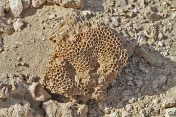 corail fossile