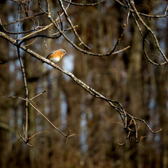 bird on a branch