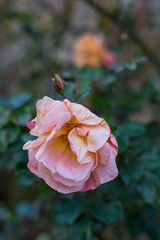 cottage garden roses flowers in fall