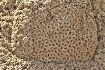 corail fossile