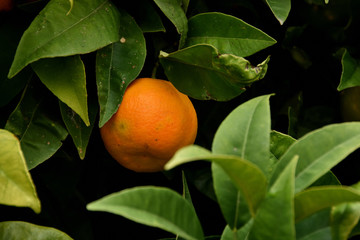 orange on his tree among green leaves
