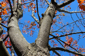 Branch, Sky and Leaves