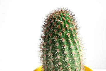 Cactus neoporteria saxifraga 1961 in pot, isolated on a white background.