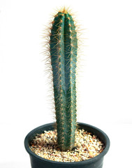 Pilosocereus azureus ritt in black pot, isolated on a white background, Macro side view.