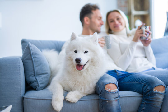 Young beautiful couple with dog sitting on the sofa drinking coffee at new home around cardboard boxes
