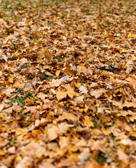 Autumn has come to our forest