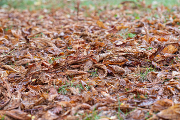 Autumn leaves that covering the green grass