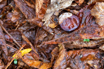 Chestnut on the ground in sea of yellow and brown leaves