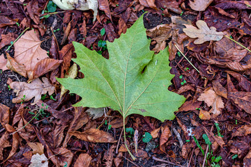 Last green leaf standing on the ground
