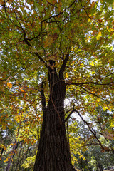 Big colorful tree with yellow and green leaves