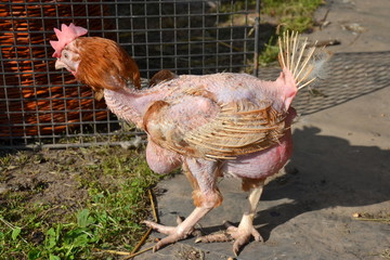 Wretched battery hen saved from a factory farm in the garden of her new hom