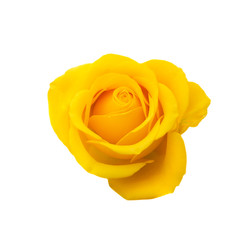 yellow rose isolated on white background